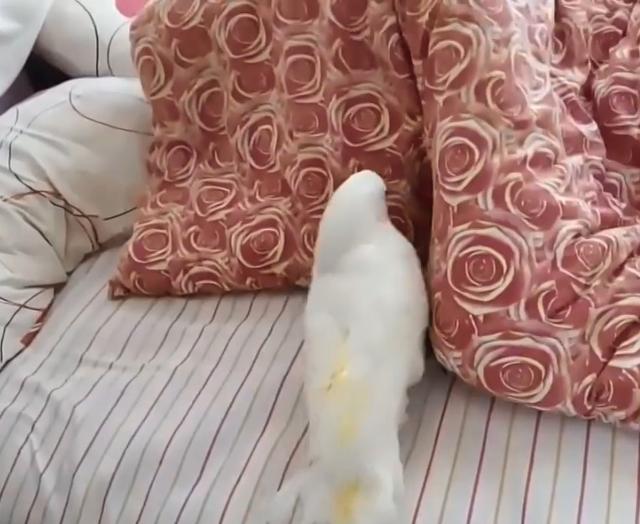 福利节目「上坂堇的果断」第一回的报道,私人手袋内容大曝光!【开云电竞官方网站】(图3) 开云电竞官网